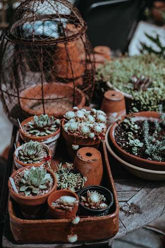 potted plant focus photography of green succulent plants on pot pot